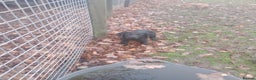 Cocker Spaniel dogs for sale: Cocker Spaniels READY NOW - working - Advert 5