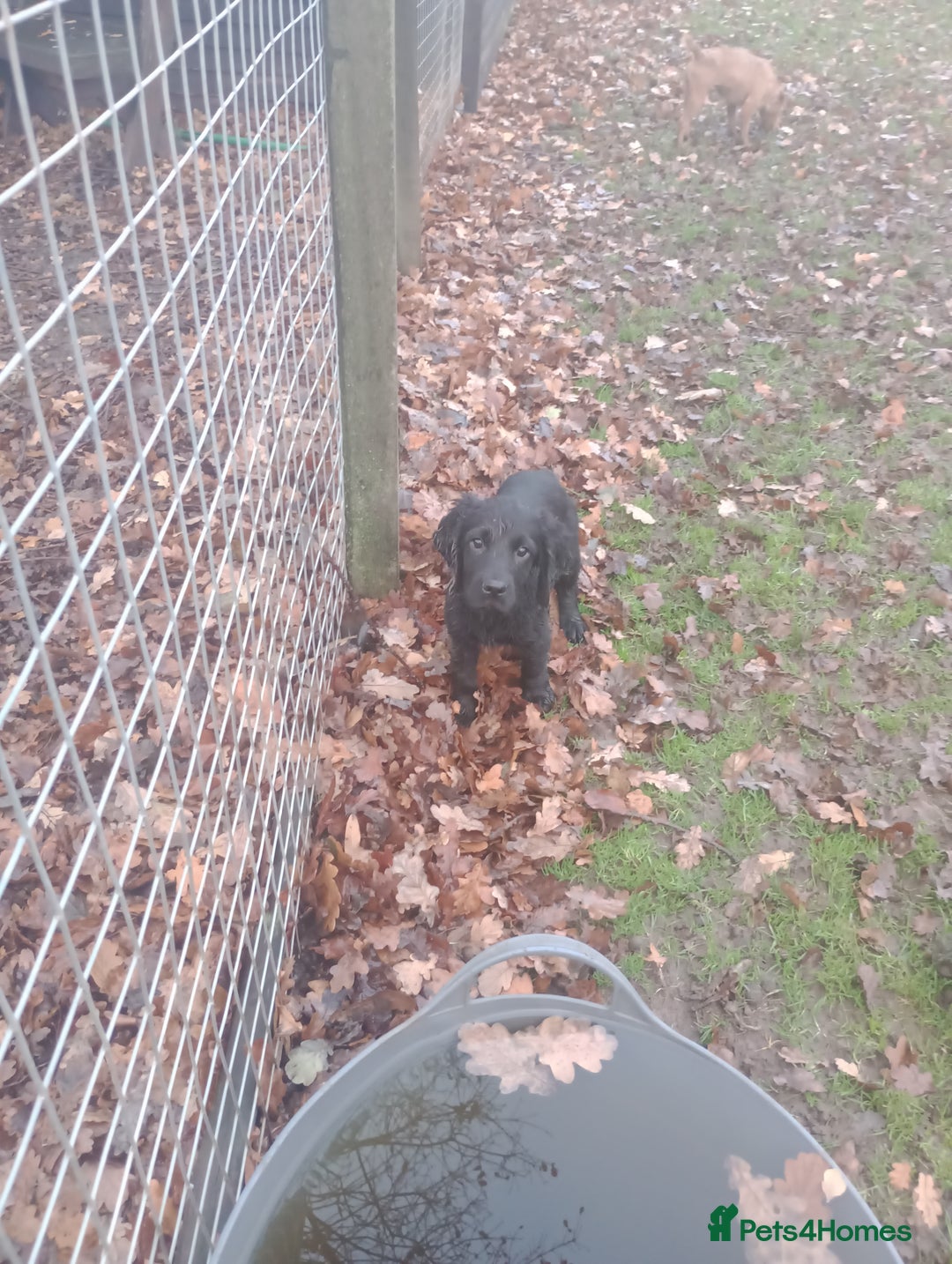 Cocker Spaniel dogs for sale: Cocker Spaniels READY NOW - working - Advert 5