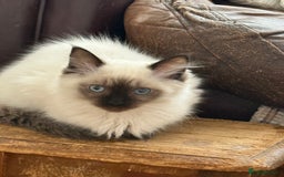 Ragdoll cats for sale: GCCF ragdoll seal point girl - Image 16