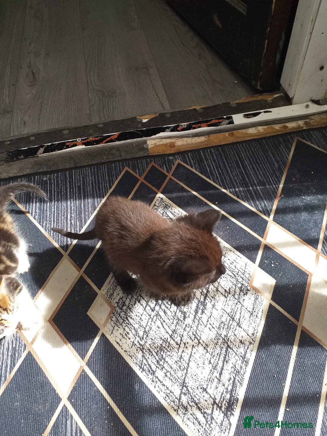 Mixed Breed cats for sale: Kittens  - Image 2