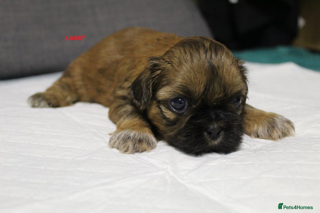 Shih Tzu dogs for sale: LOVELY SHIH TZU PUPPIES  - Image 19