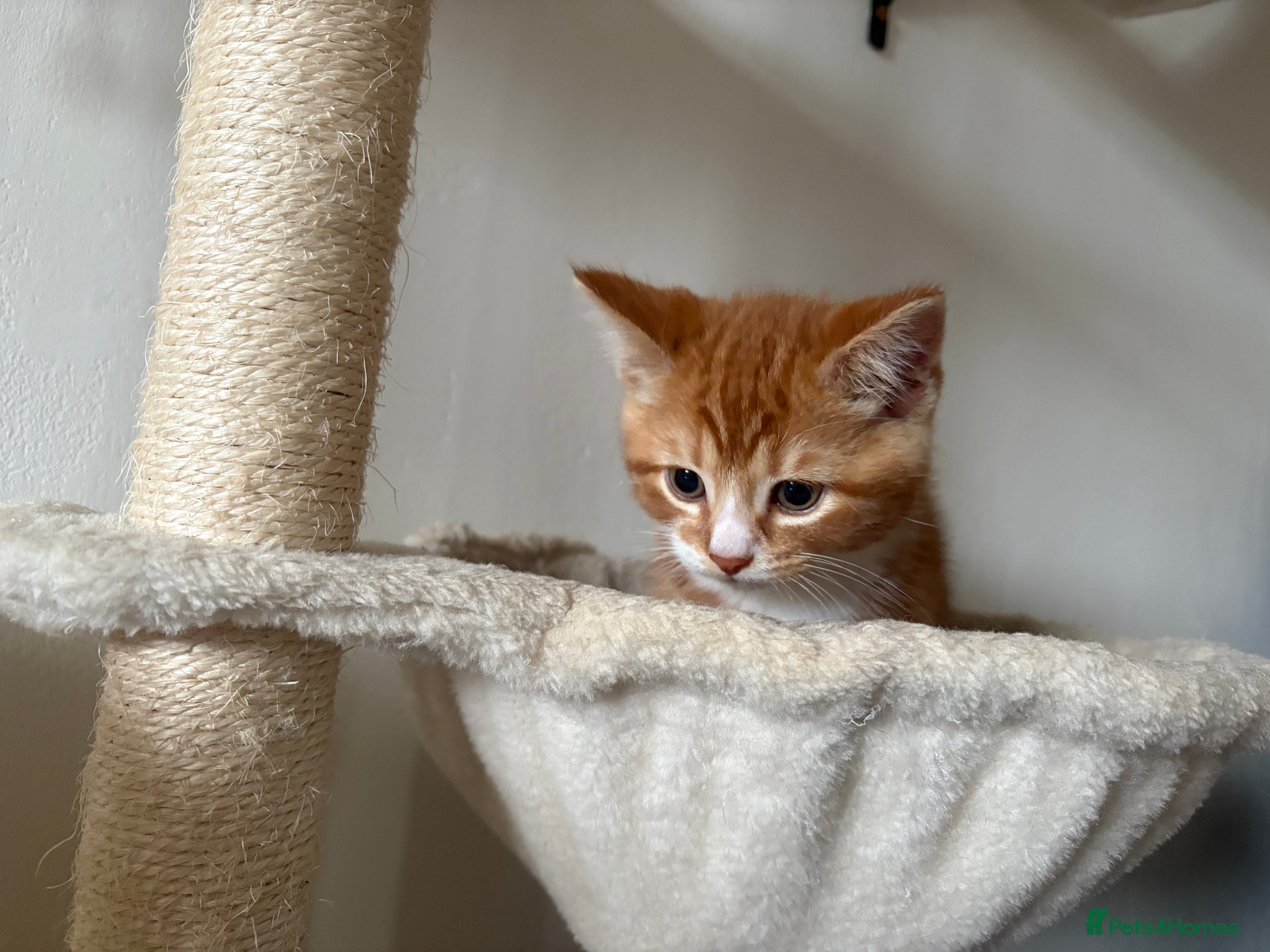 Mixed Breed cats Last of the litter ginger and white boy  - Advert 1