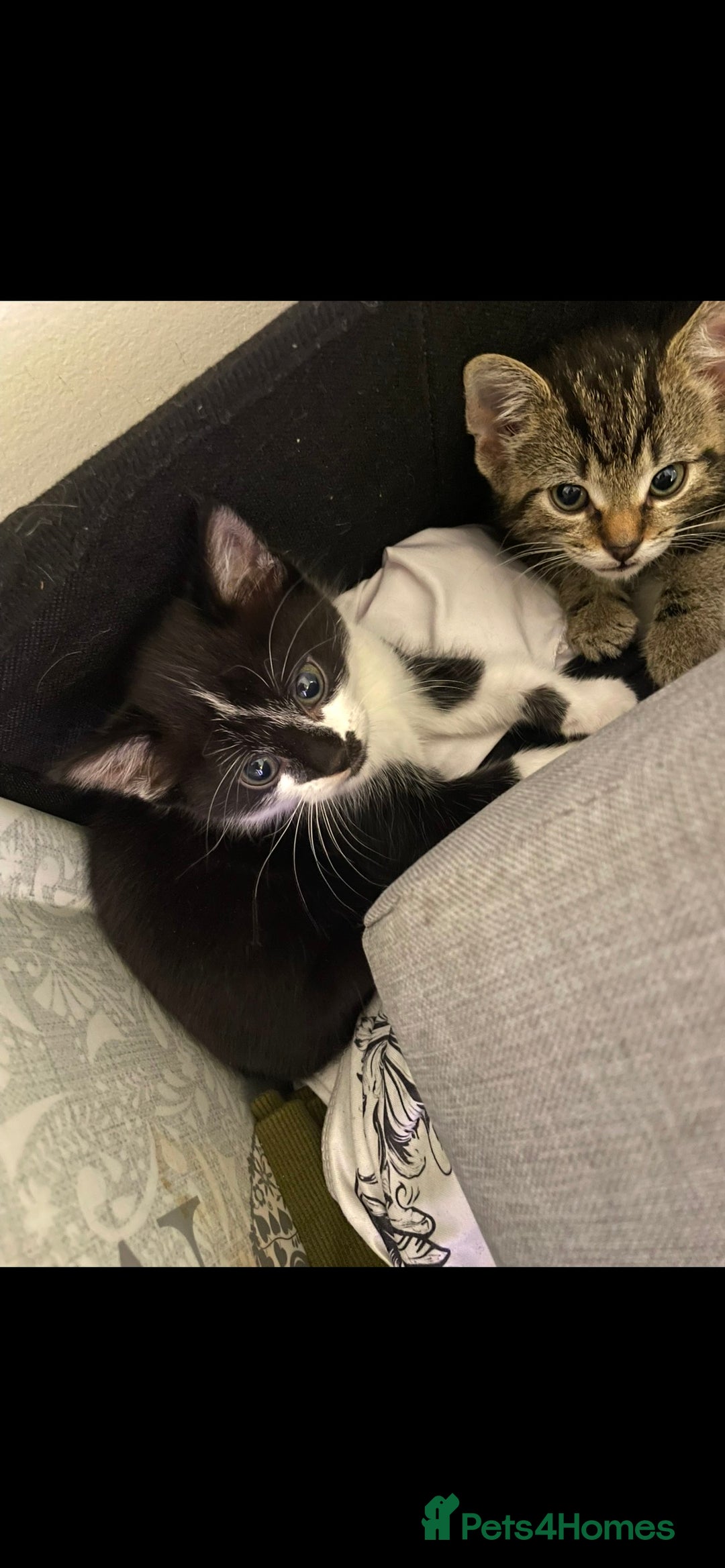 Mixed Breed cats for sale: 4 lovely male kittens - Advert 5