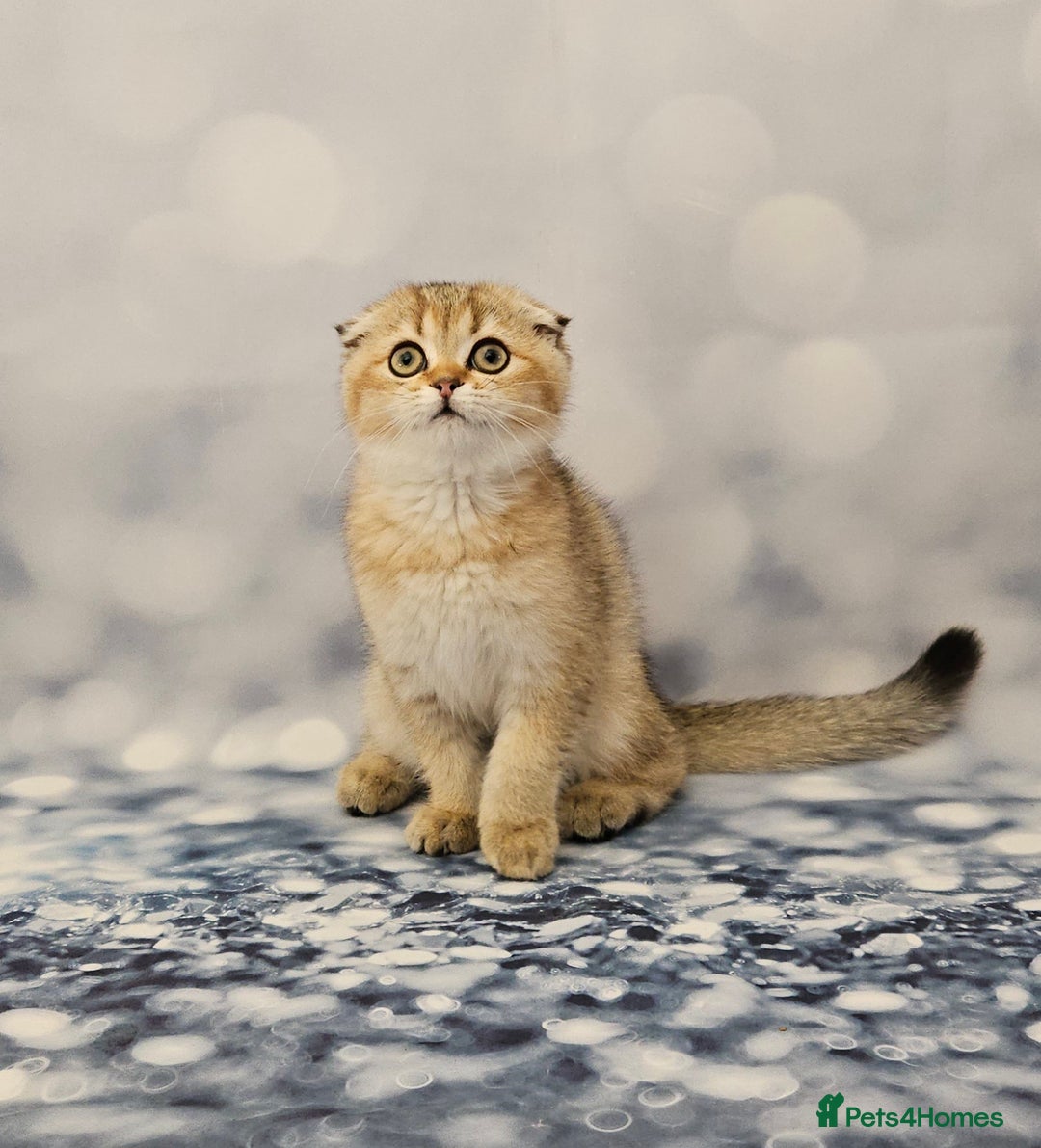 Scottish Fold cats for sale: Excellent Scottish fold kittens  - Image 14