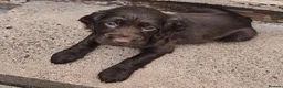 Cocker Spaniel dogs for sale: Beautiful KC Cocker Spaniel Puppies   - Advert 8