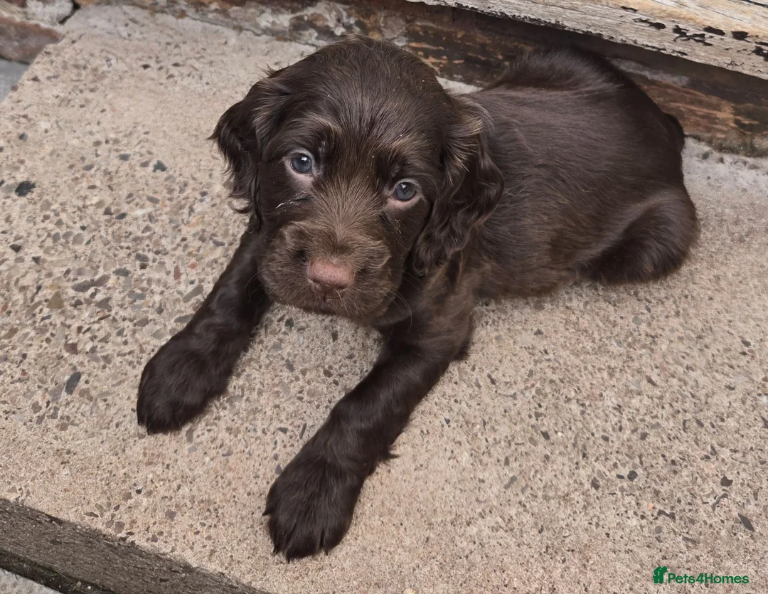 Cocker Spaniel dogs for sale: Beautiful KC Cocker Spaniel Puppies   - Advert 8
