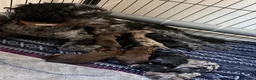 Cavapoochon dogs for sale: Beautiful health tested Cavapoo puppies - Advert 13