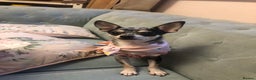 Chihuahua dogs for sale: Mum and daughter chihuahua must go together  - Advert 9