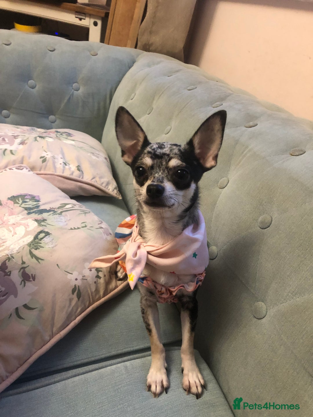 Chihuahua dogs for sale: Mum and daughter chihuahua must go together  - Advert 9