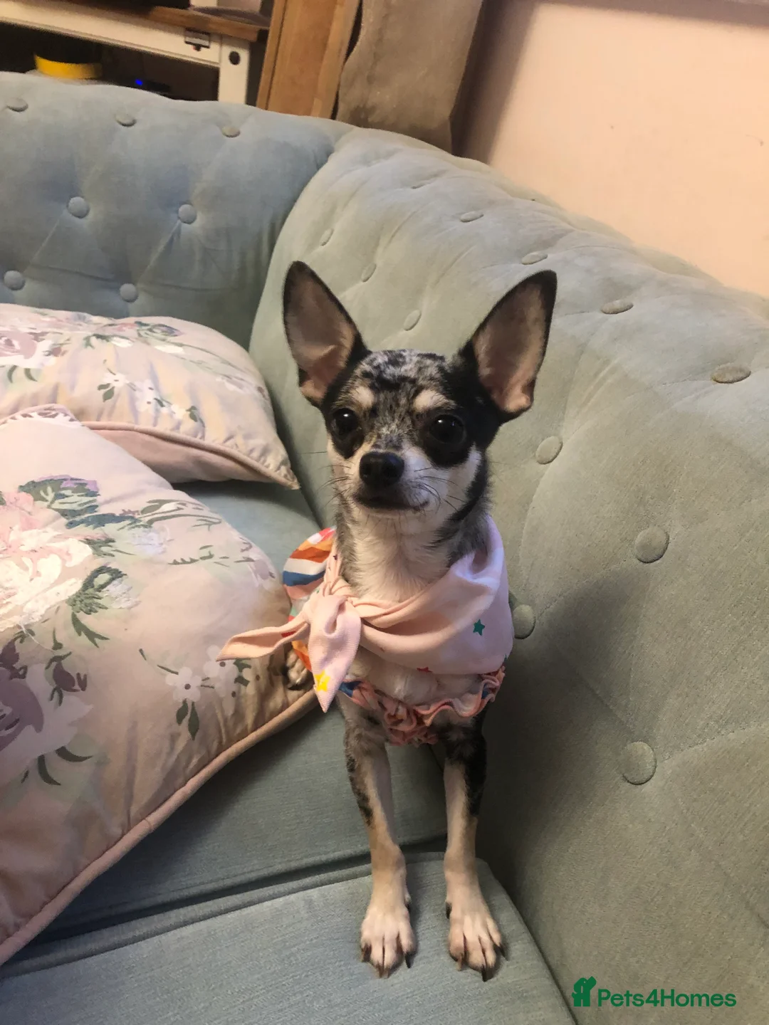 Chihuahua dogs for sale: Mum and daughter chihuahua must go together  - Advert 9