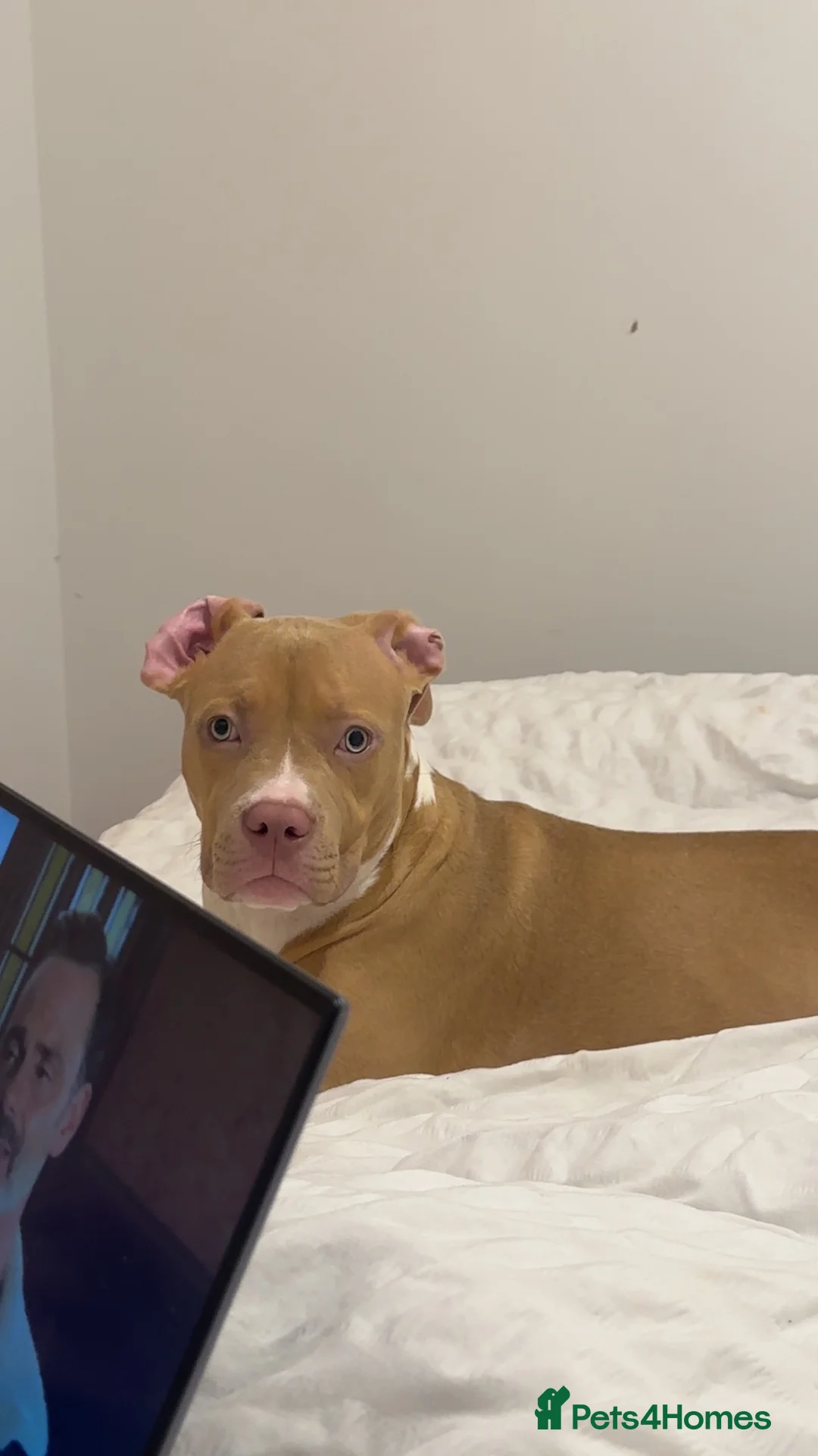 American Bull Staffy dogs for sale: Here I have a female Stafford terrier - Advert 3