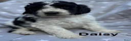 Bernedoodle dogs for sale: Bernedoodle puppies. F1b. Home reared, DNA tested  - Advert 21