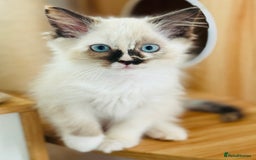 Ragdoll cats for sale: Gorgeous ragdoll kittens  - Image 2