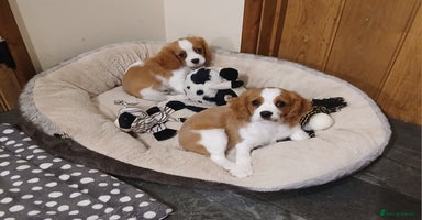 Cavalier King Charles Spaniel dogs - Advert 12