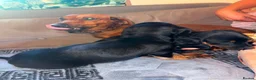 Mixed Breed dogs for sale: Dash x cocker - Advert 5