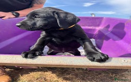 Labrador Retriever dogs for sale: 6 x Beautiful Black Labrador Puppies for sale. - Image 13