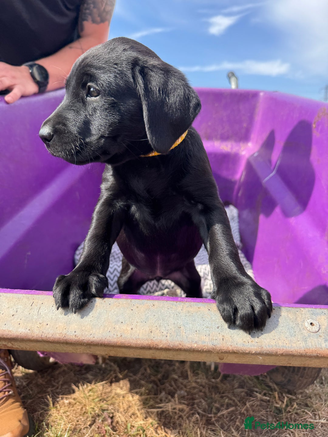 Labrador Retriever dogs for sale: 6 x Beautiful Black Labrador Puppies for sale. - Image 13
