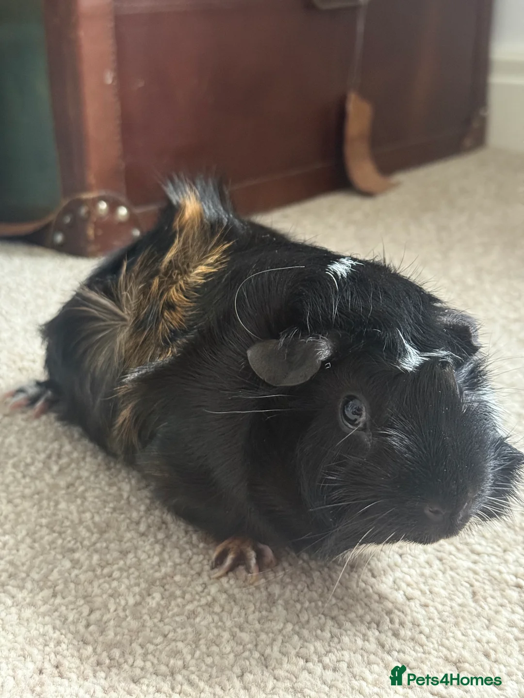 Guinea Pig rodents for sale: 2x female guinea pigs for sale  - Advert 2