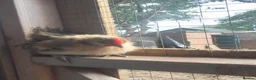 Chickens poultry for sale: 2 serama roosters  in Grimsby - Advert 9