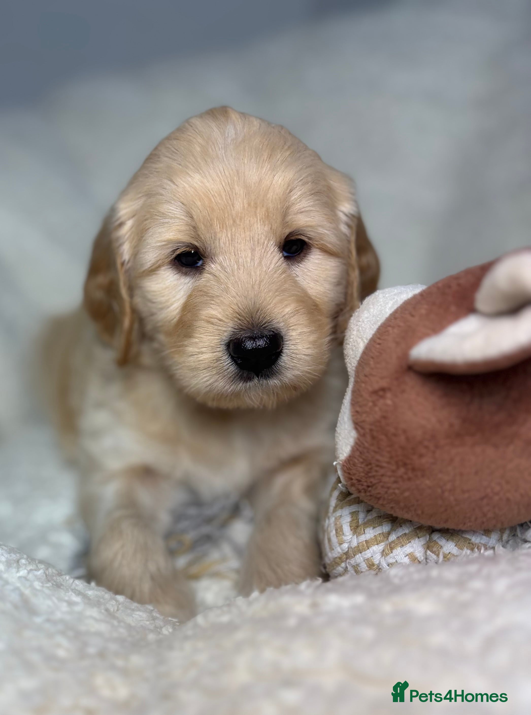 Goldendoodle dogs 🌟 Health Tested Multigen Goldendoodle Puppies 🌟 - Advert 2