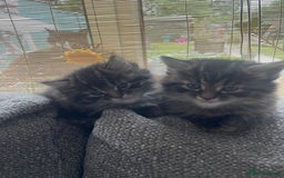 Mixed Breed cats for sale: Last one left! Mixed Breed Mini Maine Coon Dupes - Image 13