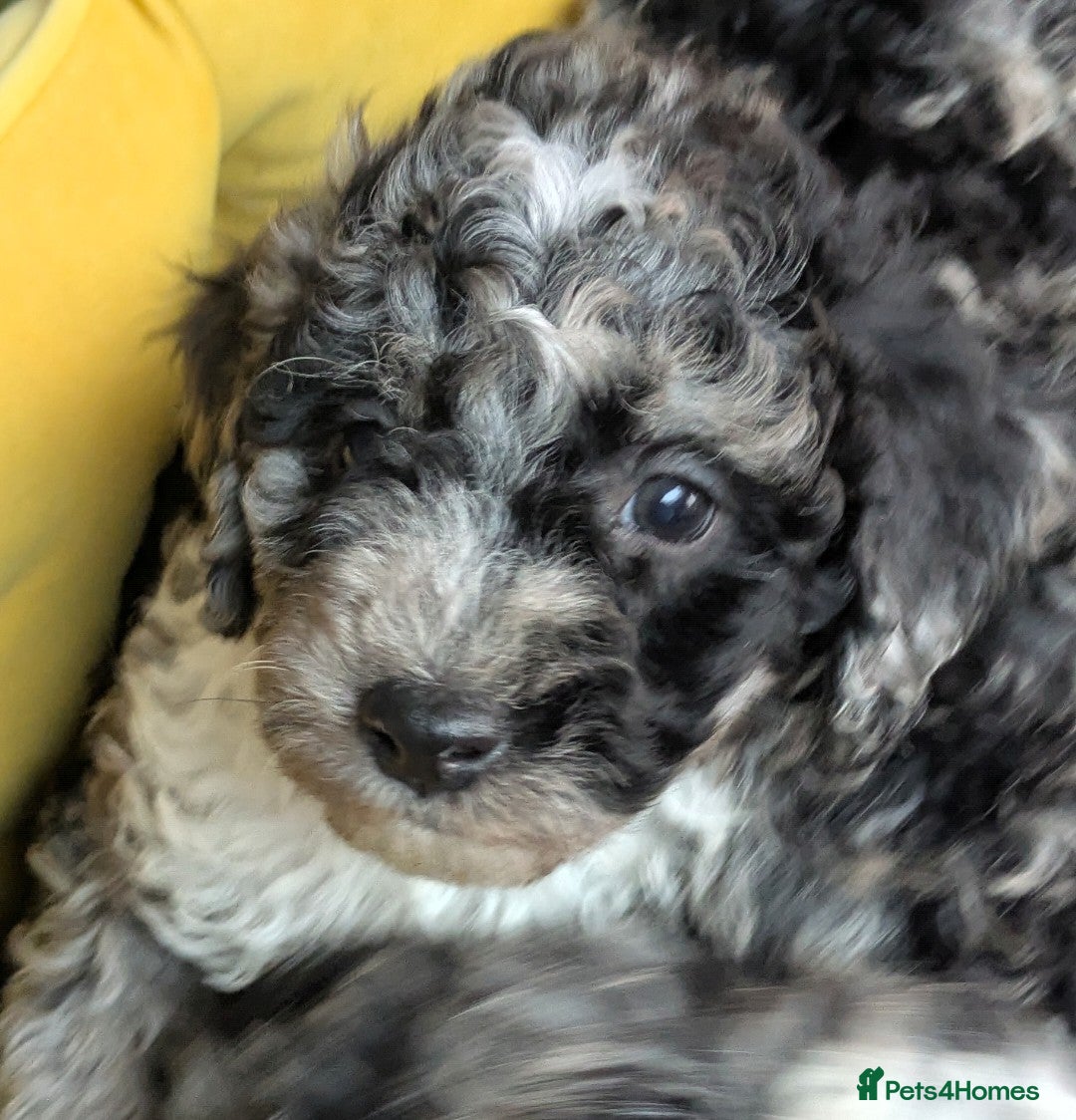 Miniature Poodle Puppy 1