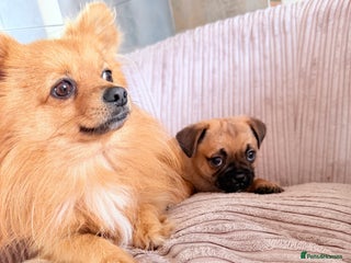 Pug dogs Pug x Pomeranian Puppy, Ready Today 🐾 - Advert 9