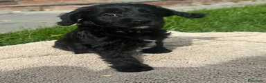 Cockapoo 4