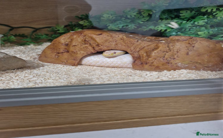Corn Snake reptiles - Advert 10