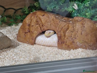 Corn Snake reptiles - Advert 3