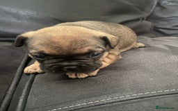 French Bulldog dogs for sale: Last one French bulldog puppies  - Image 6