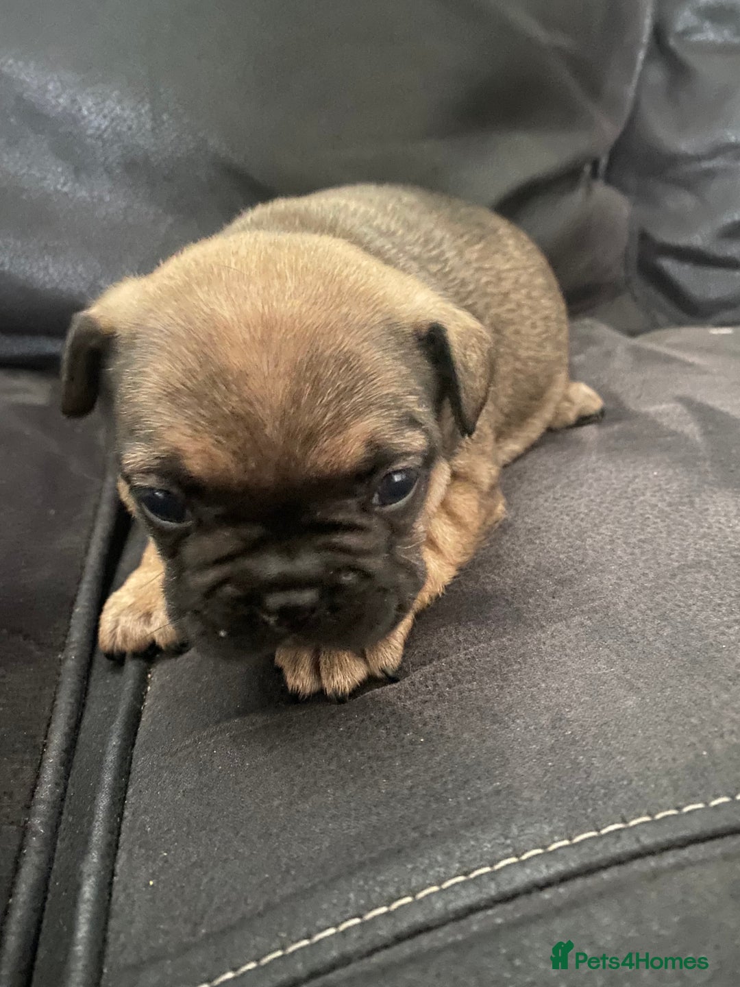 French Bulldog dogs for sale: Last one French bulldog puppies  - Image 6
