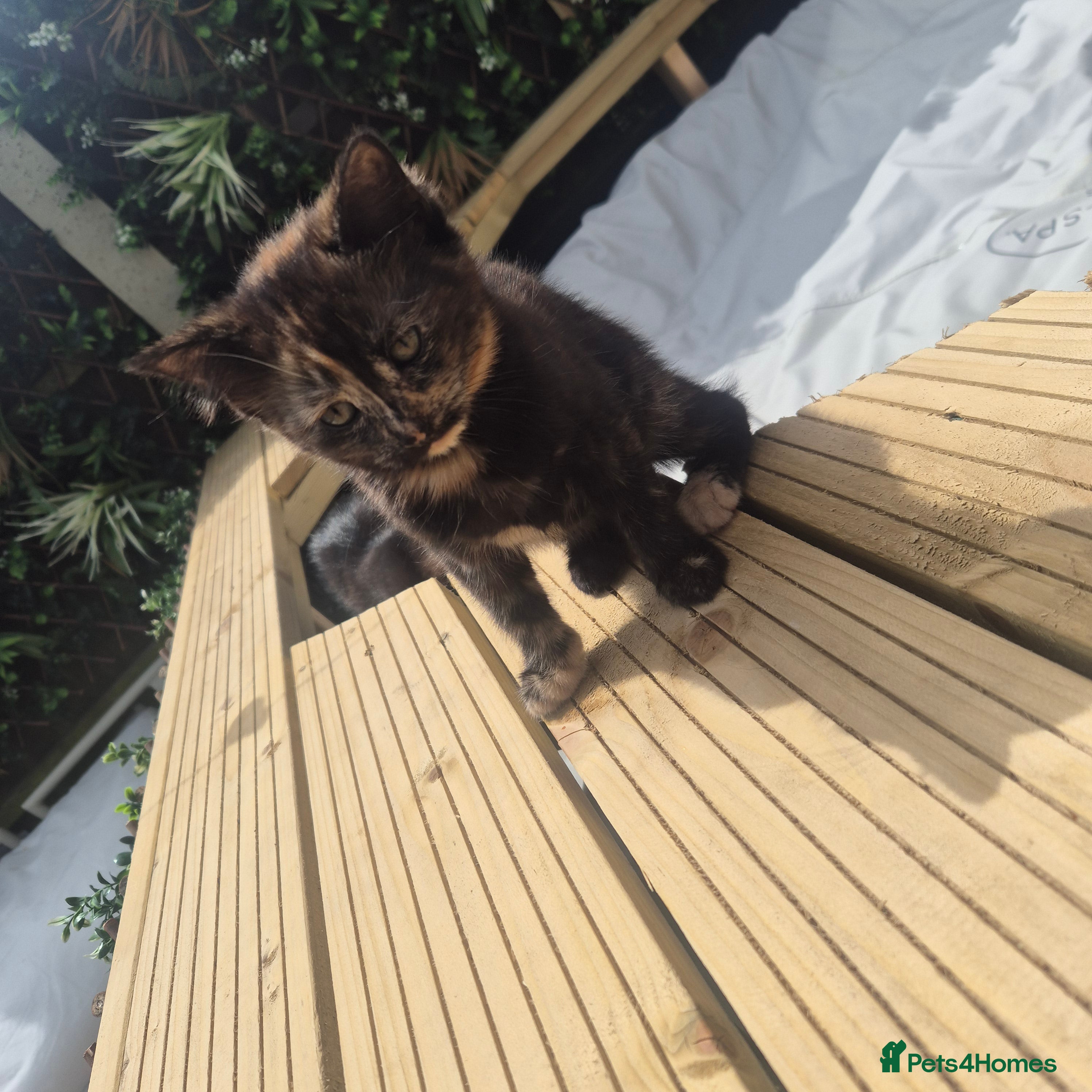 Mixed Breed cats Bengal/maine coon mixed breed  - Advert 2