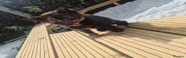 Mixed Breed Kitten 5