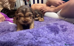 Cocker Spaniel dogs for sale: KC Reg Show Cocker Ext health tested - Image 7