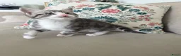 Mixed Breed cats for sale: Half Siberian kittens - ready to leave - Advert 6