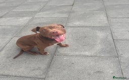 American Bull Staffy dogs for sale: American staffy - Image 4