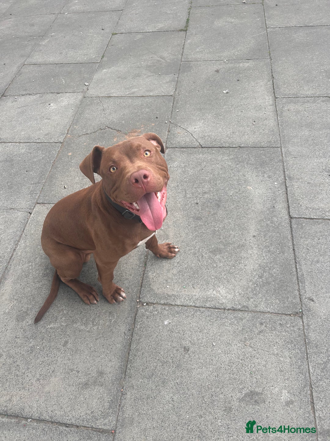 American Bull Staffy dogs for sale: American staffy - Image 4
