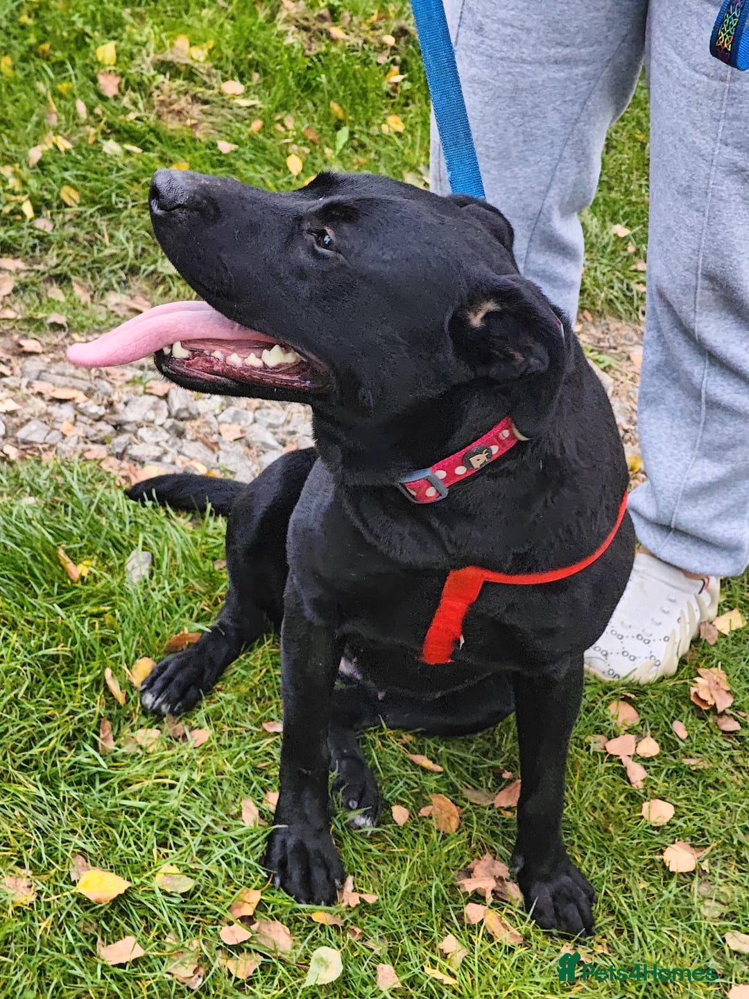Mixed Breed dogs for adoption: ❤️NICOL❤️- Kind and Joyful 2-3 yo Labrador girl - Advert 10