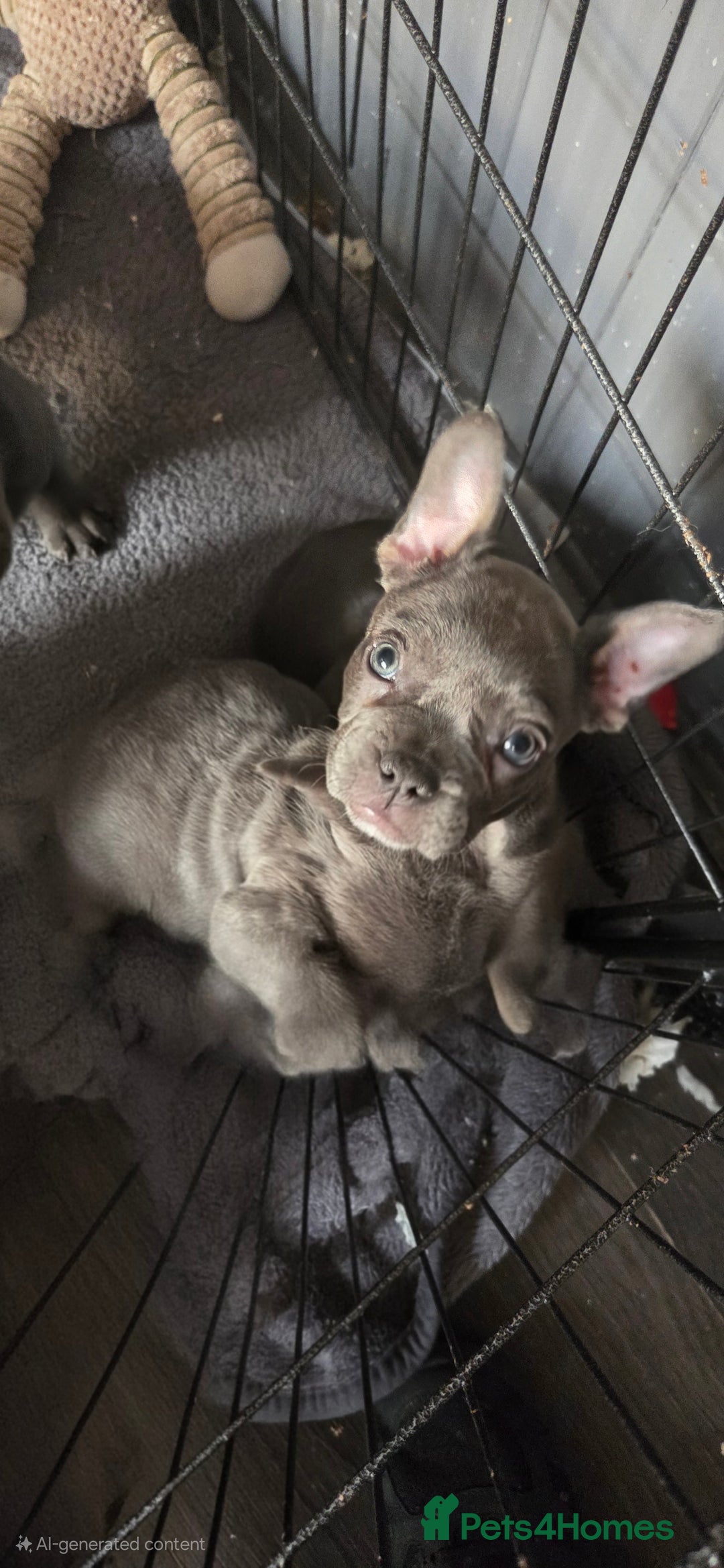 French Bulldog dogs for sale: 6 frenchie/ French bulldog - Image 3