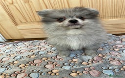 Pomeranian dogs for sale: Two puppies left Ready to Leave  - Image 6