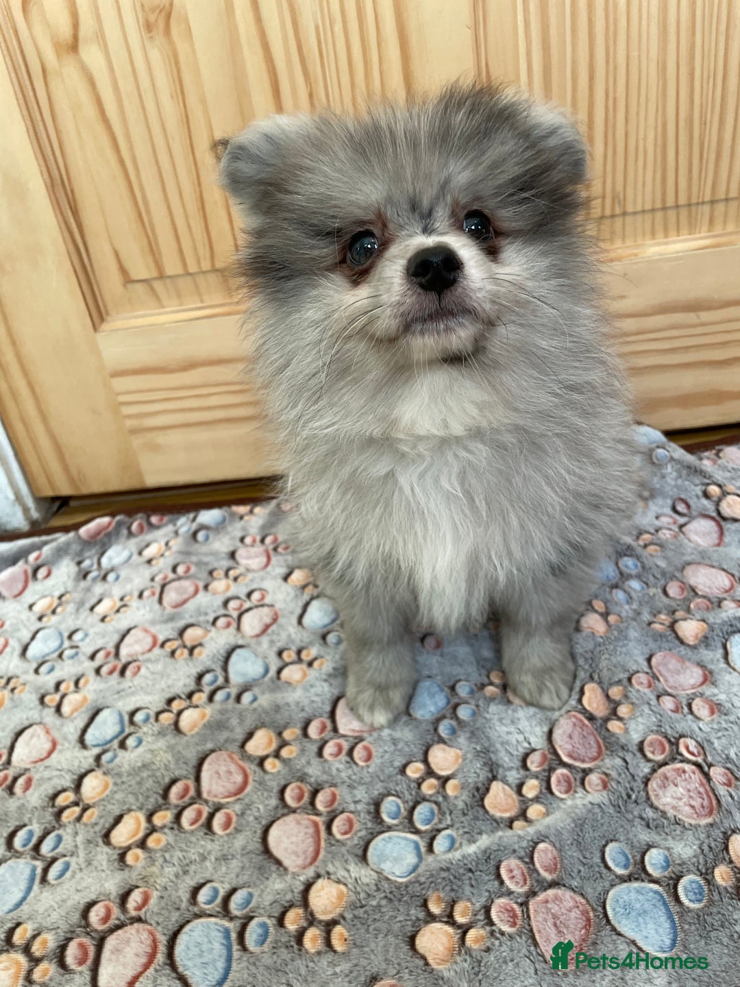 Pomeranian dogs for sale: Two puppies left Ready to Leave  - Image 6