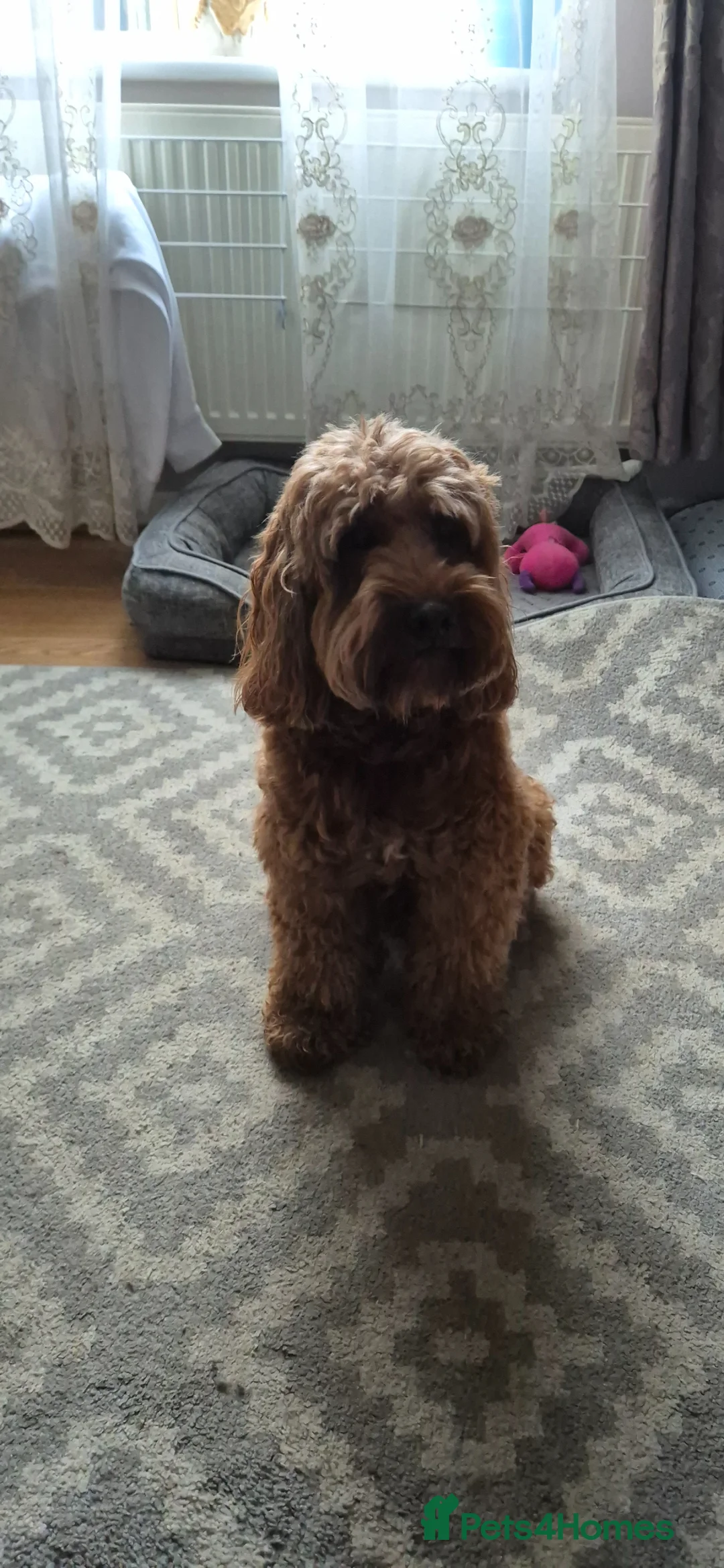 Cockapoo dogs for sale: Dean wingrove  in Ashford - Advert 6