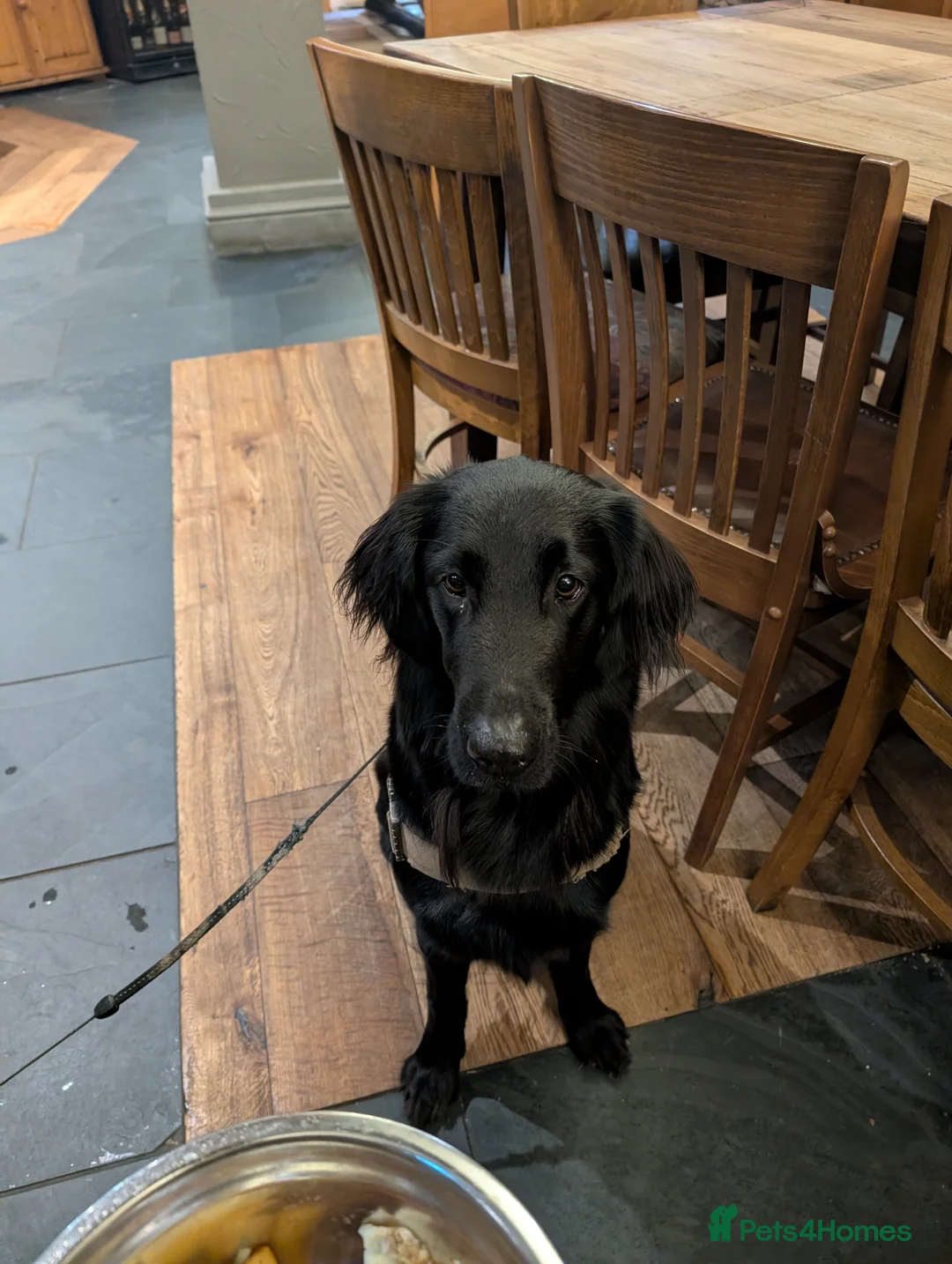 Flat coated Retriever dogs for sale: Gorgeous flat coated retriever pups liver + black - Advert 2