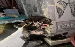 Mixed Breed cats for sale: 2 male 2 female beautiful kittens - Image 7