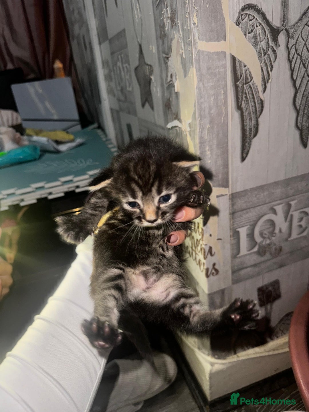 Mixed Breed cats for sale: 2 male 2 female beautiful kittens - Image 7