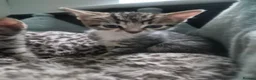 Mixed Breed cats for sale: 2 kittens ready for new home in Dudley - Advert 5
