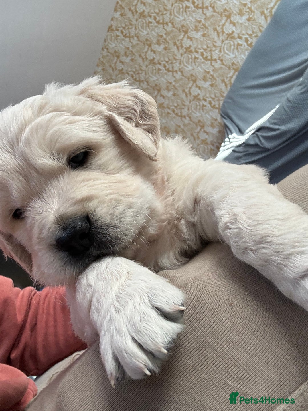 Golden Retriever dogs for sale: KC registered golden retriever puppies - Advert 5