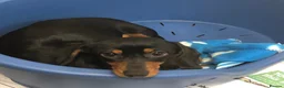 Miniature Dachshund dogs for sale: Just 2 long coat miniature dachshund puppies left - Advert 9