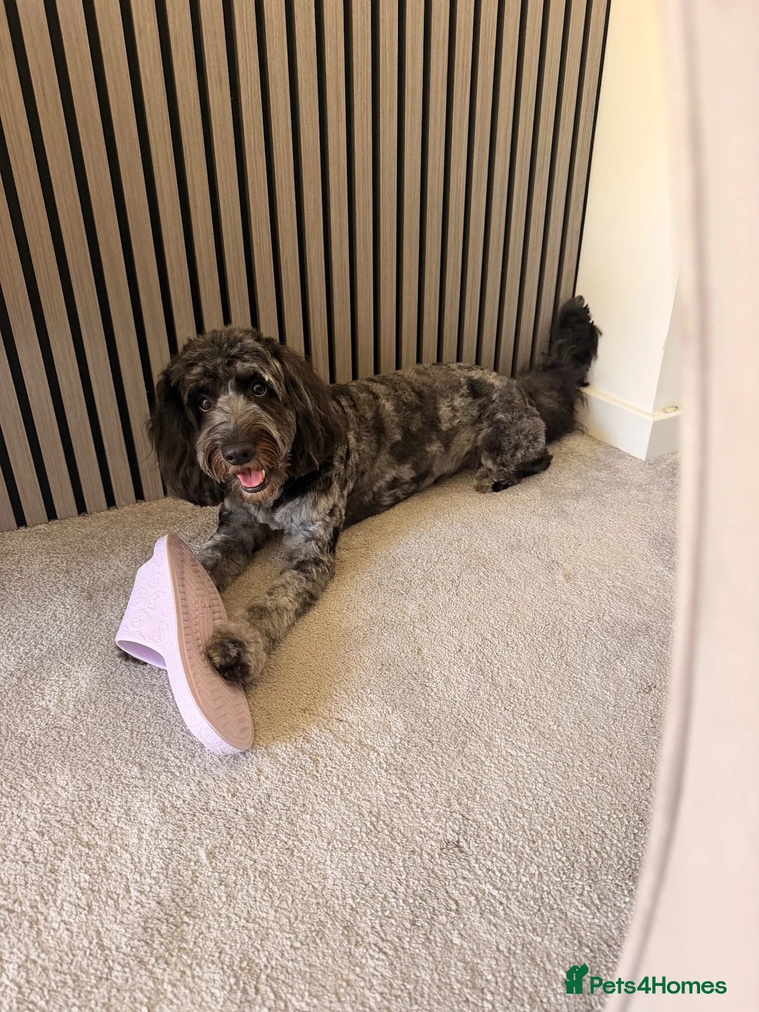 Cockapoo dogs for stud: Stud  in Gravesend - Advert 1